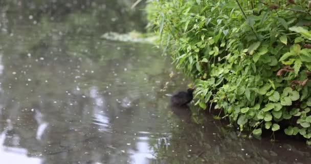 Folhas Verdes Floresta — Vídeo de Stock