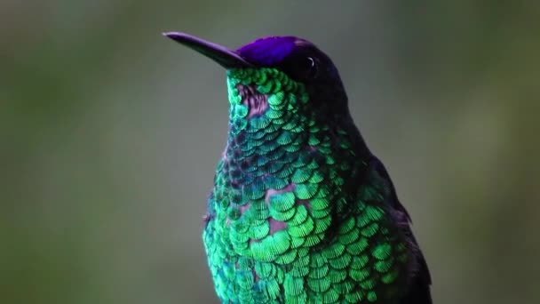 Magnifique Oiseau Paon Avec Des Feuilles Vertes — Video