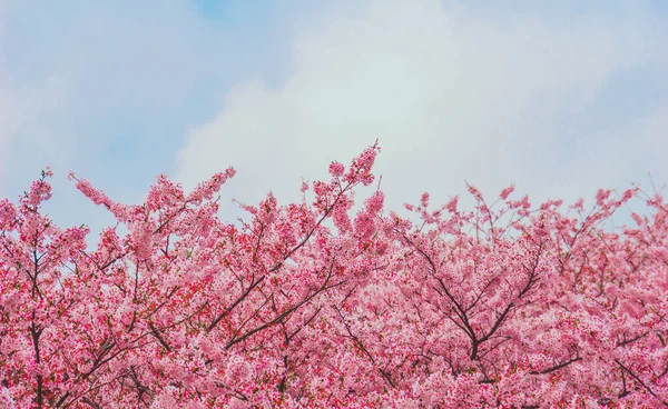 Jej Korea South Apr 2015 Mesmerizing View Pink Cherry Bbsoms — стоковое фото