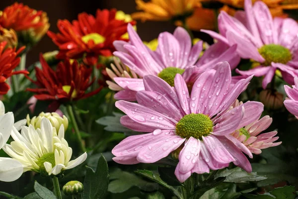 Egy Közeli Kép Élénk Bozontos Virágokról Más Néven Aster Dumosus — Stock Fotó