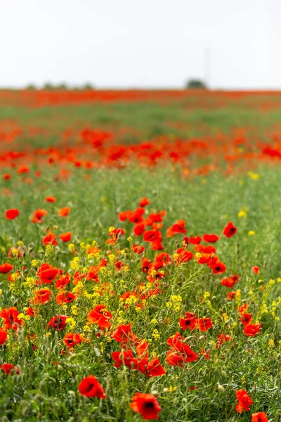 Beautiful View Field Blossomed Red Poppies — Stock Photo, Image