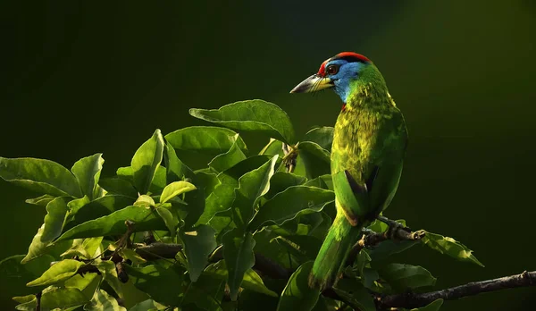 Oiseau Barbet Gorge Bleue Perché Sur Une Branche — Photo
