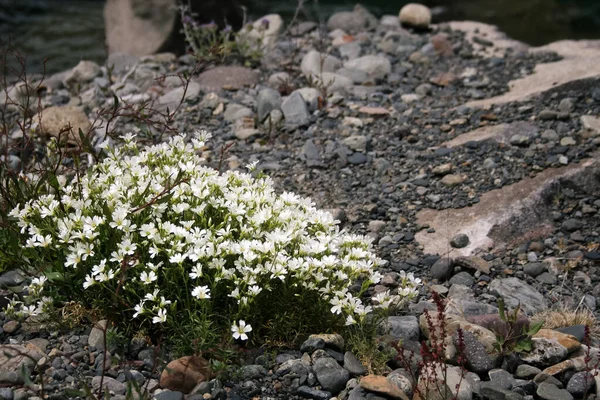 Bunch White Flower Growing Rocky Land — Stock Photo, Image