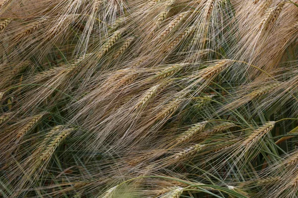 Närbild Bild Öron Unga Gröna Vete Ett Fält — Stockfoto