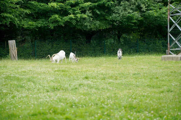 Uma Bela Vista Três Cabras Que Estão Pastando Prado Verde — Fotografia de Stock