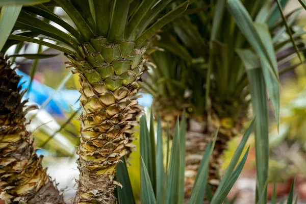 Nahaufnahme Eines Ananasbaumstammes — Stockfoto