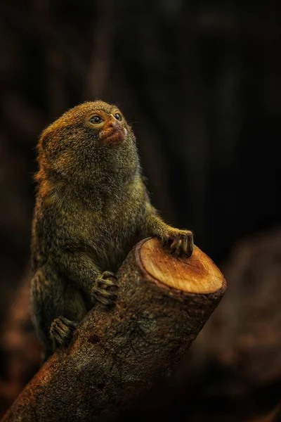 Macaco Pigmeu Marmoset Bonito Olhando Para Cima Enquanto Sentado Log — Fotografia de Stock