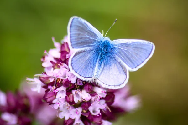 Primer Plano Una Hermosa Mariposa Azul Común Sobre Flores Jardín — Foto de Stock