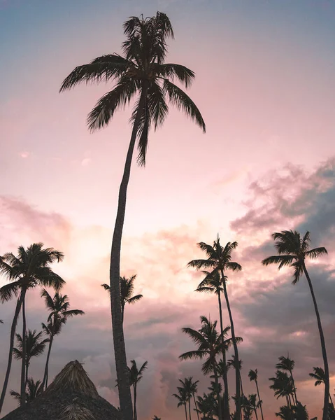 Eine Vertikale Aufnahme Von Palmen Unter Einem Bewölkten Himmel Während — Stockfoto