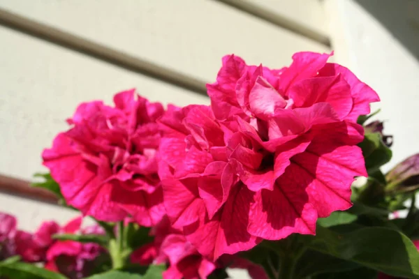 정원에 부우간 빌레아 꽃들을 흐릿하게 들어올려 — 스톡 사진