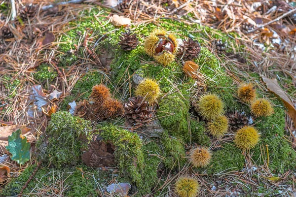 Eine Selektive Fokusaufnahme Von Kastanien Und Zapfen Die Einem Wald — Stockfoto