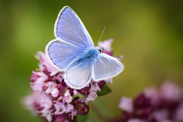 Primer Plano Una Hermosa Mariposa Azul Común Sobre Flores Jardín — Foto de Stock