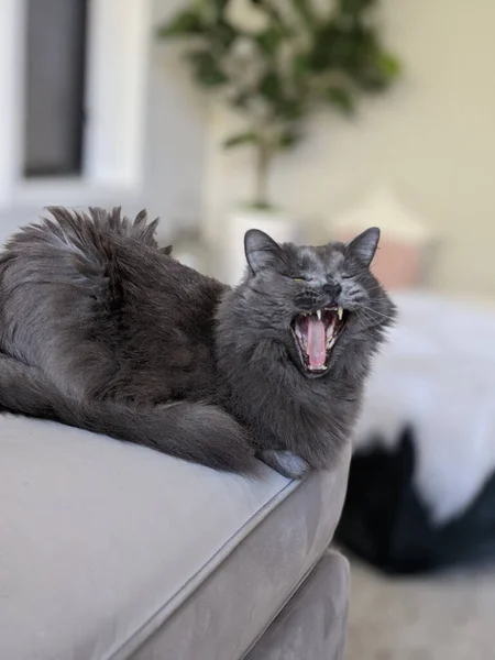 Retrato Gato Cinza Bonito Bocejando Sofá — Fotografia de Stock