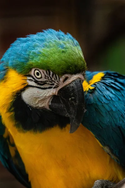 Suave Foco Guacamayo Azul Amarillo Una Reserva Animal —  Fotos de Stock