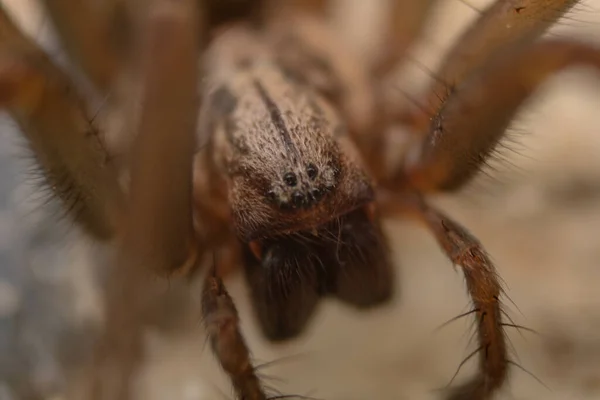 Una Araña Marrón Con Muchos Ojos Piernas Macro — Foto de Stock