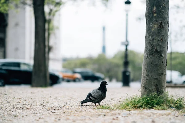 Detailní Záběr Holuba Kráčejícího Chodníku — Stock fotografie