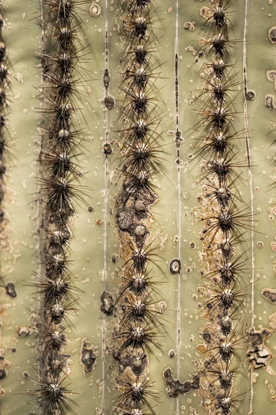 Tucson Egyesült Államok 2019 Október Makro Felvétel Saguaro Cacti Tüskékről — Stock Fotó