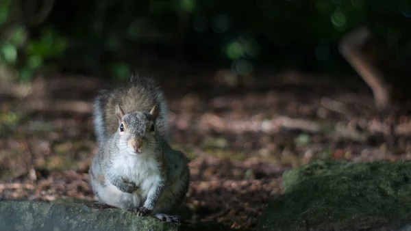 Una Linda Ardilla Mirando Cámara Bosque —  Fotos de Stock