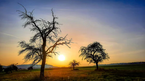 Uma Vista Bonita Árvores Campo Gramado Verde Sob Céu Brilhante — Fotografia de Stock