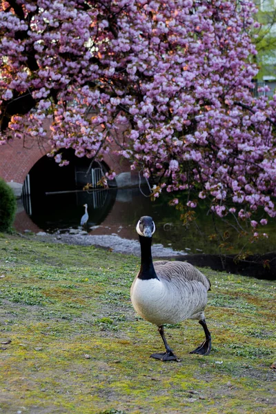 Cigno Ritratto Con Ciliegio Fiore Sullo Sfondo — Foto Stock