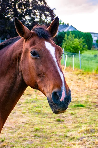 Caballo Marrón Rojo Retrato Día Verano —  Fotos de Stock