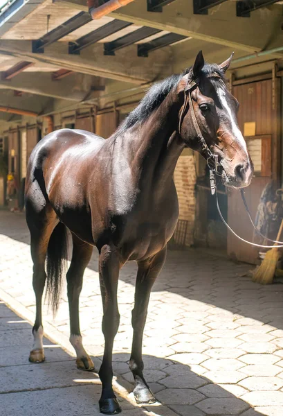 Mörkbrun Häst Landet — Stockfoto