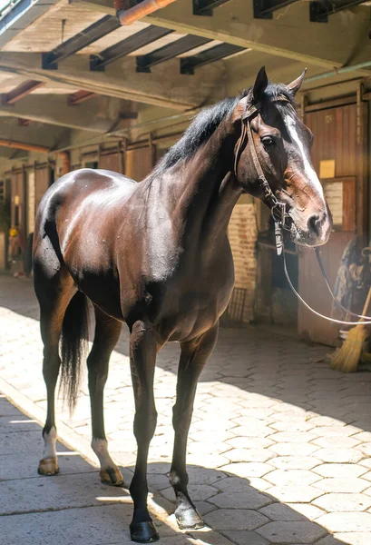 Cheval Brun Foncé Dans Les Terres Agricoles — Photo