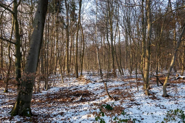 Uma Floresta Inverno Com Árvores Nuas — Fotografia de Stock