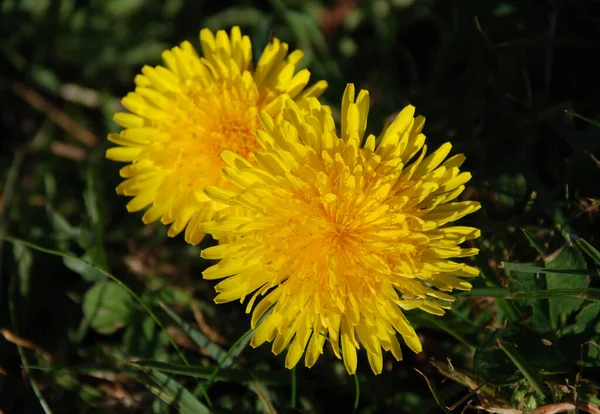 Dvě Krásné Žluté Pampelišky Taraxacum Lese — Stock fotografie