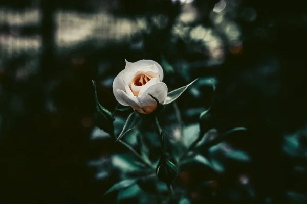 Egy Fehér Rózsabimbó Lágy Fókusza Virágzik Kertben Homályos Háttérrel — Stock Fotó
