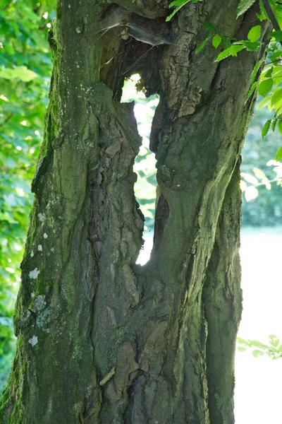 Hole Old Tree Middle Nature Park — Stock Photo, Image