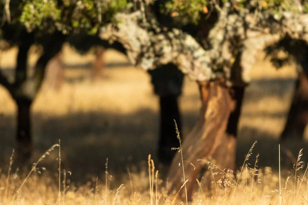 Enfoque Selectivo Del Hermoso Tronco Árbol Una Granja Agrícola — Foto de Stock