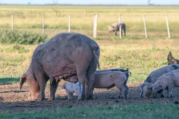 Porco Sujo Amamentando Seus Leitões Campo — Fotografia de Stock