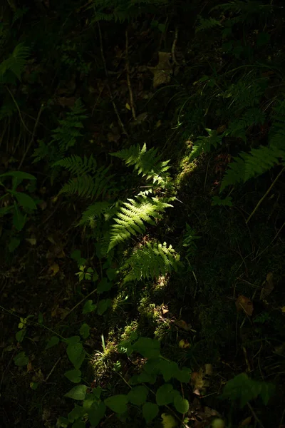 Зелені Рослини Темному Лісі — стокове фото