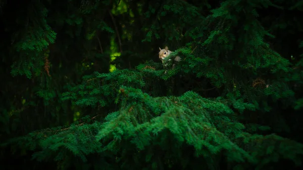 Söt Ekorre Som Gömmer Sig Mellan Trädkvistar — Stockfoto