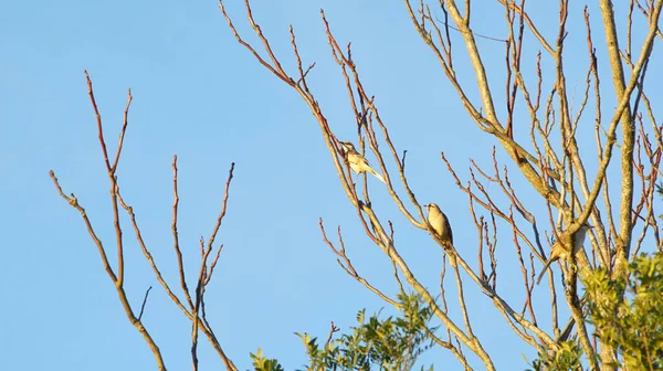 Une Vue Panoramique Oiseaux Perchés Sur Des Branches Arbres Sur — Photo