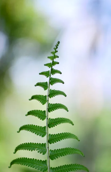 Vertical Shot Fern Leaf Blurry Background — Stock Photo, Image