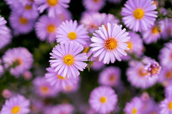 Ένα Όμορφο Φόντο Από Φρέσκα Μοβ Λουλούδια Έναν Κήπο — Φωτογραφία Αρχείου
