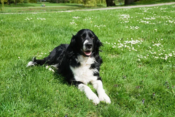 Lindo Collie Frontera Mezcla Perro Sentado Hierba Verde —  Fotos de Stock