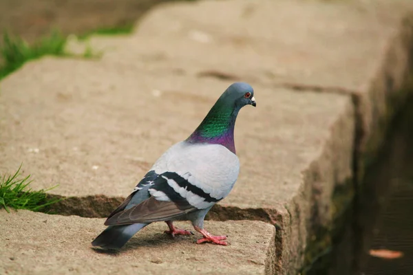 Een Closeup Van Een Rots Duif Hoog Stones Een Park — Stockfoto