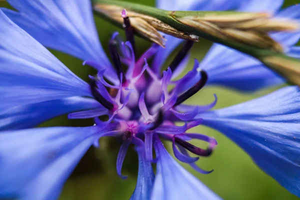 Блакитна Квітка Віолета Яку Показано Макросом — стокове фото