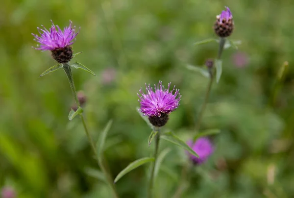 A shallow focus of purple Milk thistle flowers with green blurred background on a spring day