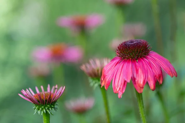 Närbild Skott Lila Coneflowers Växer Ängen — Stockfoto