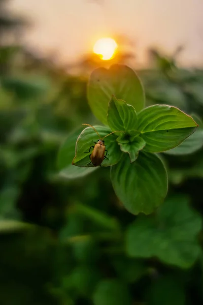 Top View Brown Potato Beetle Bright Green Leaves Garden Sunset — Zdjęcie stockowe
