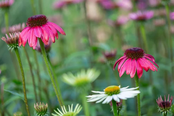 Tiro Close Coneflower Roxo Crescendo Prado — Fotografia de Stock