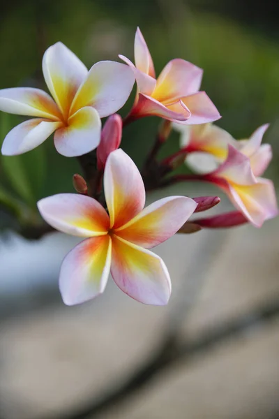 Eine Nahaufnahme Von Weißen Und Orangen Frangipani Blüten Mit Winzigen — Stockfoto