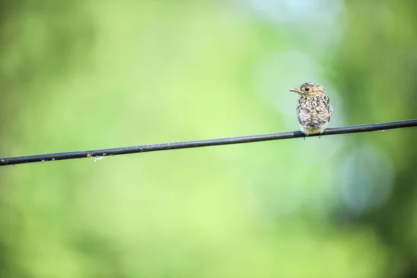 Tel Üzerinde Oturan Küçük Bir Kuşun Seçici Odak Noktası — Stok fotoğraf