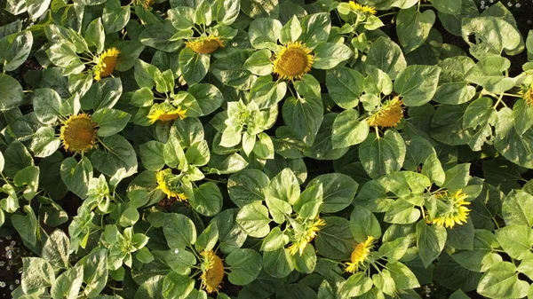 Girasoli Nel Campo Sotto Luce Del Sole — Foto Stock