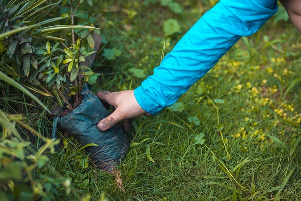 Primer Plano Niño Suéter Azul Claro Eligiendo Planta Para Plantar — Foto de Stock