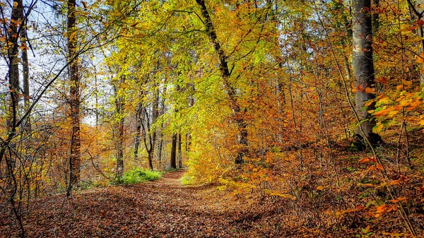 Úzká Listnatá Stezka Lesem Plná Stromů Žlutými Oranžovými Listy — Stock fotografie